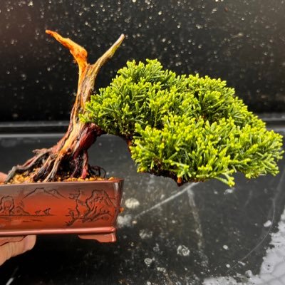 BONSAI BOSSA🪴さんのプロフィール画像