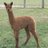 SamysAlpacaFarm's profile image