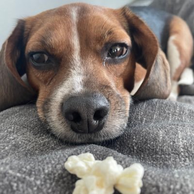 I’m a half size Beagle that loves bacon. I’m here for the food pictures