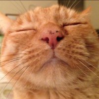 kittymama (@kittymama1) 's Twitter Profile