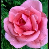 nice day (@rros1990) Twitter profile photo