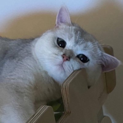 탬솔로 배부른 탬툳이さんのプロフィール画像