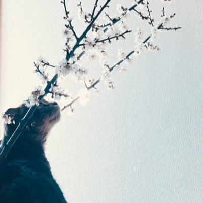 stray_sheep0119's profile picture. 観覧用