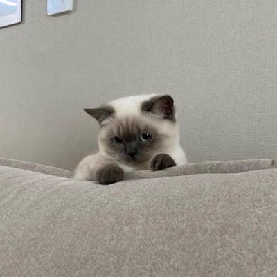 junion_rings's profile picture. 