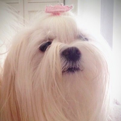 I love all Animals. I love Maltese and all Dogs. Header pic is sweet Juice who went to Rainbow Bridge 7/12/21. Profile pic is my baby, Molly, 10 on 6/21/22.