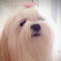 Molly’s Mommy(@MollysMommy4) 's Twitter Profile Photo