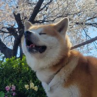 秋田犬の犬(ケン)(@ken_akita_dog) 's Twitter Profile Photo