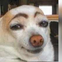 AmproBiscuit's profile picture. Twitter OEC