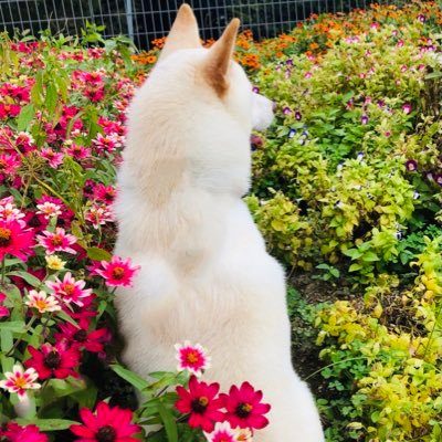 はじめまして🐶♡シャルって呼んでね！無言フォロー失礼します( . .)