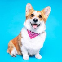 corgi lover(@corgilo64913301) 's Twitter Profile Photo