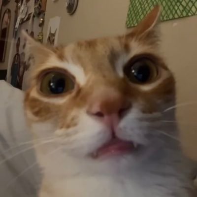 junesdau's profile picture. 18 | politics nerd | obsessed with music