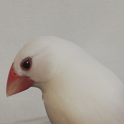 ワーママwith文鳥ズ。文鳥とKPOPアイドルを愛でる。
いいなと思う方フォローさせてもらっています。無言で失礼します🙇中身は日々の忘備録です。