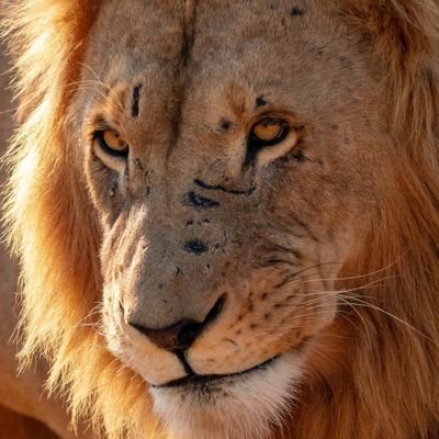 Le lion 🦁 Profile