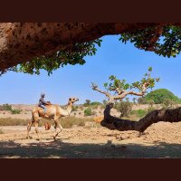 Tolish( ቶልሽ) (@wedisewra) 's Twitter Profile