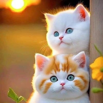 ख्वाब तो मीठे देखे थे... ताज्जुब हैं... आखों का पानी खारा कैसे हो गया...!
#जब_profile_देखली_तो #Follow कर दो