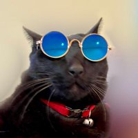 梅🐈‍⬛ (@ume_nekoneko) 's Twitter Profile
