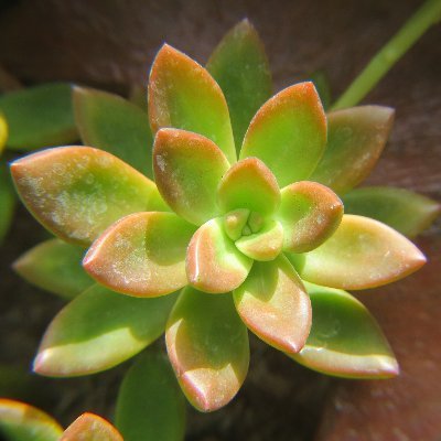 Plants and positive vibes to brighten your day. #Plants #Houseplants #Gardening #Flowers #Nature #PositiveVibes #Mindfulness #UrbanJungle #PlantParenting