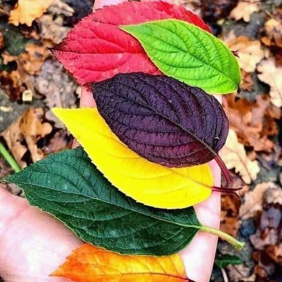 ohan090821's profile picture. 