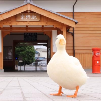 奈良の難読駅名『京終(きょうばて)駅』を誰でも読めるぐらい有名にするため、コールダックのKちゃん(@Call_duck_k)に世界初(?)アヒルさんの1日駅長を務めてもらうことで大きな話題性を呼び、全国に『京終駅』の名を広める事を目指すアカウント🐥ご賛同いただける方はフォローお願いいたします。