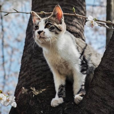 東京猫色風に参加していますhttps://t.co/bLVQLUQVMF  インスタグラム https://t.co/UGgSG2KdFR