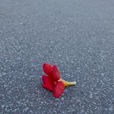 shinru_nvl's profile picture. 死ぬまで思春期(大真面目)