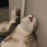 25 / Hypnokink / Sub / Socialist / Queer / Poly / NSFW / The sleepiest catgirl you’ve ever met! / 18+ ONLY!
