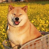 Anh_Mon (@quanghoaaaa) 's Twitter Profile