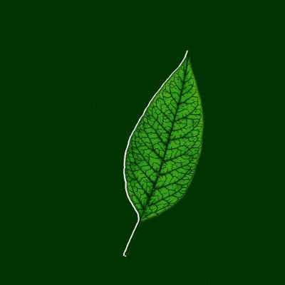 A paixão por plantas que virou inspiração em design