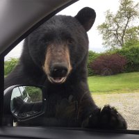 CarsFromBear(@bearcars) 's Twitter Profileg