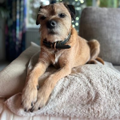 Peace, love and Border Terriers | Straight Outta Kippford | BWA Borders With Attitude