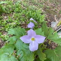 taketuru (@taketuru4) 's Twitter Profile Photo