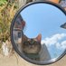 Ale DโAmico (@aledamicocats) Twitter profile photo Ale DโAmico (@aledamicocats) Twitter profile photo