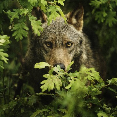 Sin más oficio que la vida.
Algo poeta. Aficionado a escribir y a otras muchas cosas.
Amante de la Naturaleza.