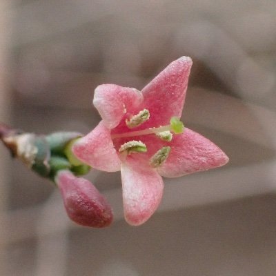日本に自生する植物を知りたくて修業開始。里地里山・海辺に暮らす植物たちを在来種中心に写真とさく葉標本で記録しています。棚田の畦畔やため池周り、林縁を歩き回りながら「まず感動、そしてもっと知りたくなる」日々を送っています。兵庫県を中心に全国の野生植物好きの方と情報交換したい❣️2025年4月