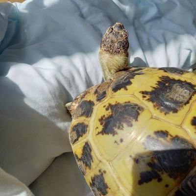 ビール🐢さんのプロフィール画像