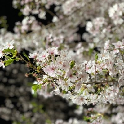 sHJaP2WbGTLC7Tf's profile picture. アイドルとかゲームとか自分の好きなものが好き 箱推し病おまかせ厨 Twitterを開いた時に思ってることとか思ったことをまとめて垂れ流します 歯に衣は着せてません お気持ち表明全然します。 大概ただの独り言