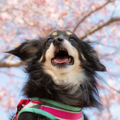 2019年4月25日から4歳ぐらいでうちの子になった雑種犬の男の子。たぶんチワックス。元は動物愛護団体にいて、ご縁があってうちにやってきました。