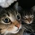 Paula, Fine & Pumba (@snips_die_katz) Twitter profile photo Paula, Fine & Pumba (@snips_die_katz) Twitter profile photo