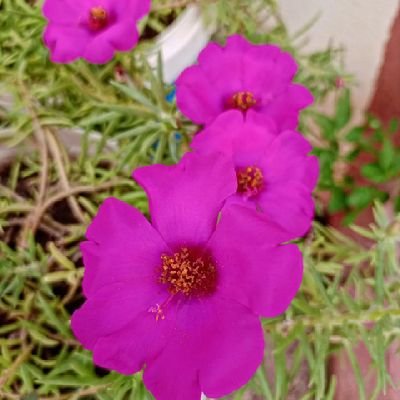 wardalmhr123456's profile picture. اللهم أسألك زوال مليشيا الأسد وعصاباته