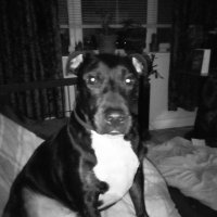 Debbie 1916 🐕🐎 (@debbieb88702936) 's Twitter Profile