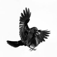 Poetry For Crows(@poetryforcrows) 's Twitter Profileg