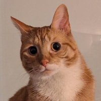 Andrei (@abetlen) 's Twitter Profile