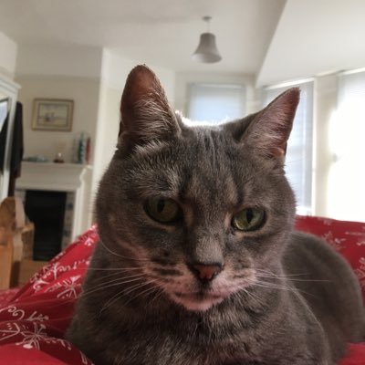A retired Classics teacher living in Warwickshire, a keen sports fan, animal lover, traveller.