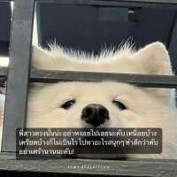 มะเม๋ว (@pmameawie) 's Twitter Profile