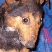 Anon (@_mythologyfreak) 's Twitter Profile