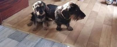 YTjantele's profile picture. 