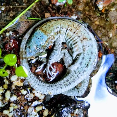 Operario de Medio Ambiente, actualmente en el Aserradero de la Finca de Osorio, programador buscando un cambio de aires.