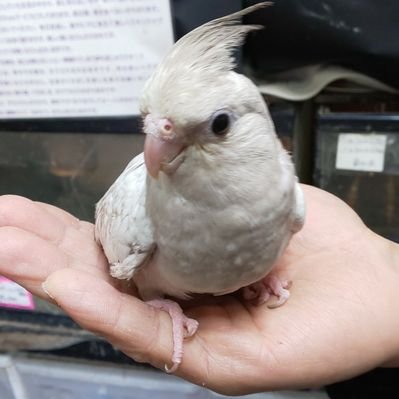 さむきょう@聖帝サムザー (@hasimoty_new) / Posts / X