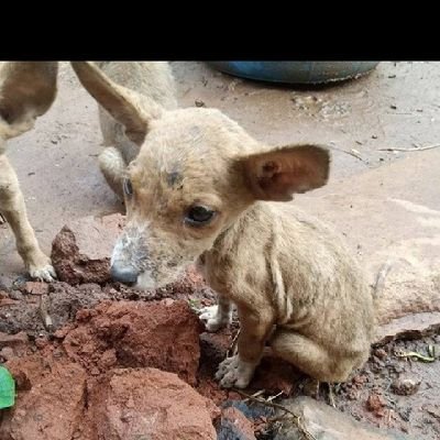 Abraham dogs shelter rescuing abandoned dogs. love for dogs never die...