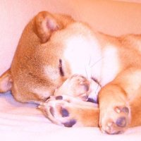 First Doge πΈ (@firstdogenft) 's Twitter Profile